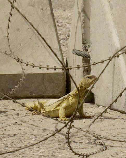 Lizard